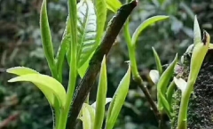 �����ϣ��и���С�����ǡ�