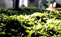 ��֪�����а����è���䣬���м����