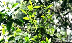 ֣��Ӣ��������ô����������ΰ����˽���ڱ�������